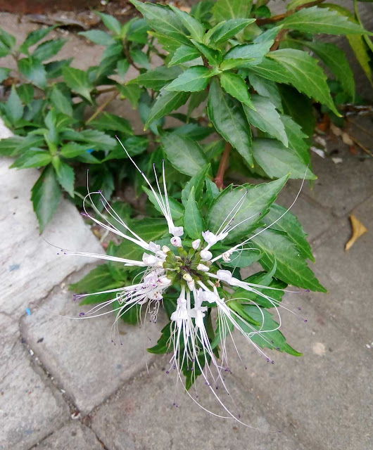 Tanaman Kumis Kucing Mengobati Batu Ginjal,