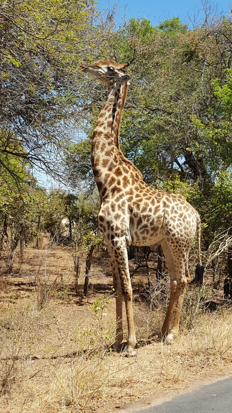 Giraffe fotografiert in Namibia
