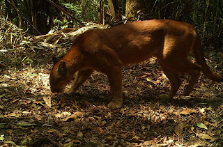 Puma em Itamarandiba/Foto: reproduzida