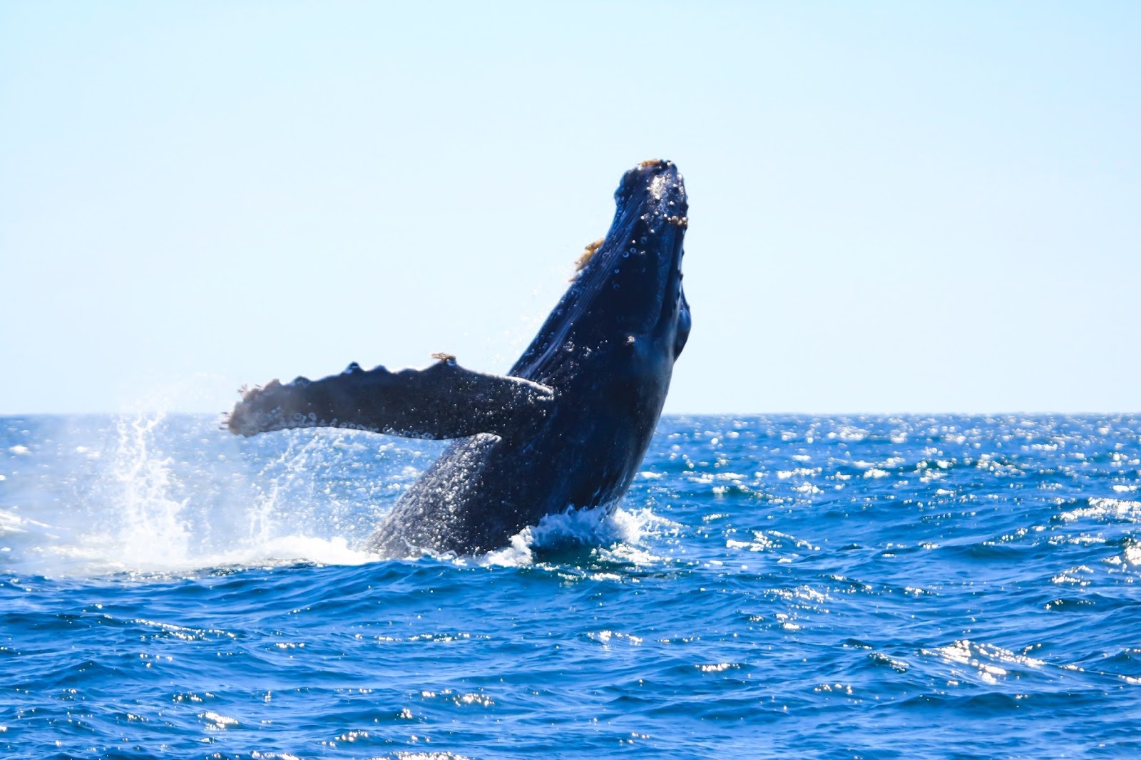 whale watching in cabo