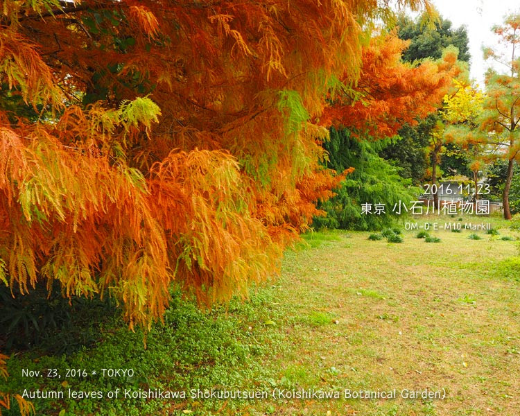 小石川植物園の紅葉