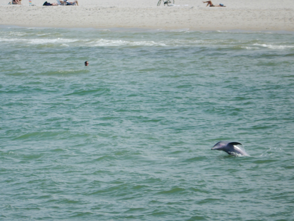 Naples Pier  Floride Plage Baignade eau à 32°C dauphins