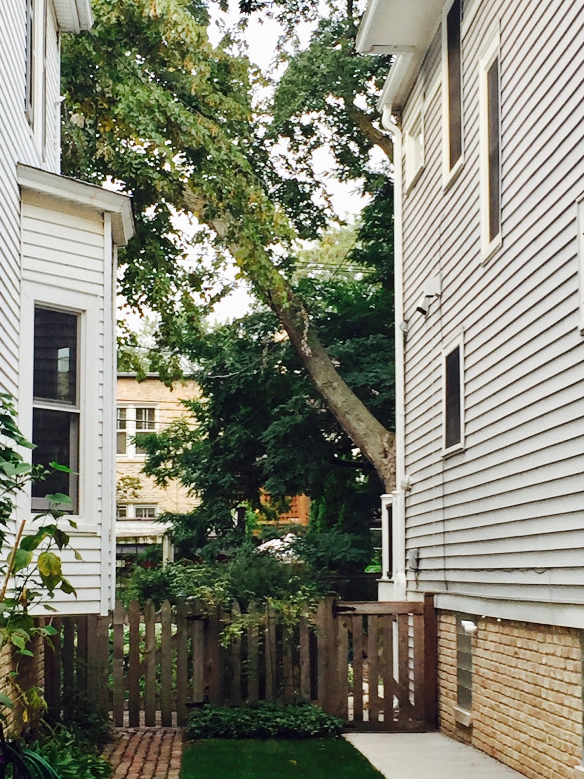 Help! My neighbor’s old tree is growing over my roof