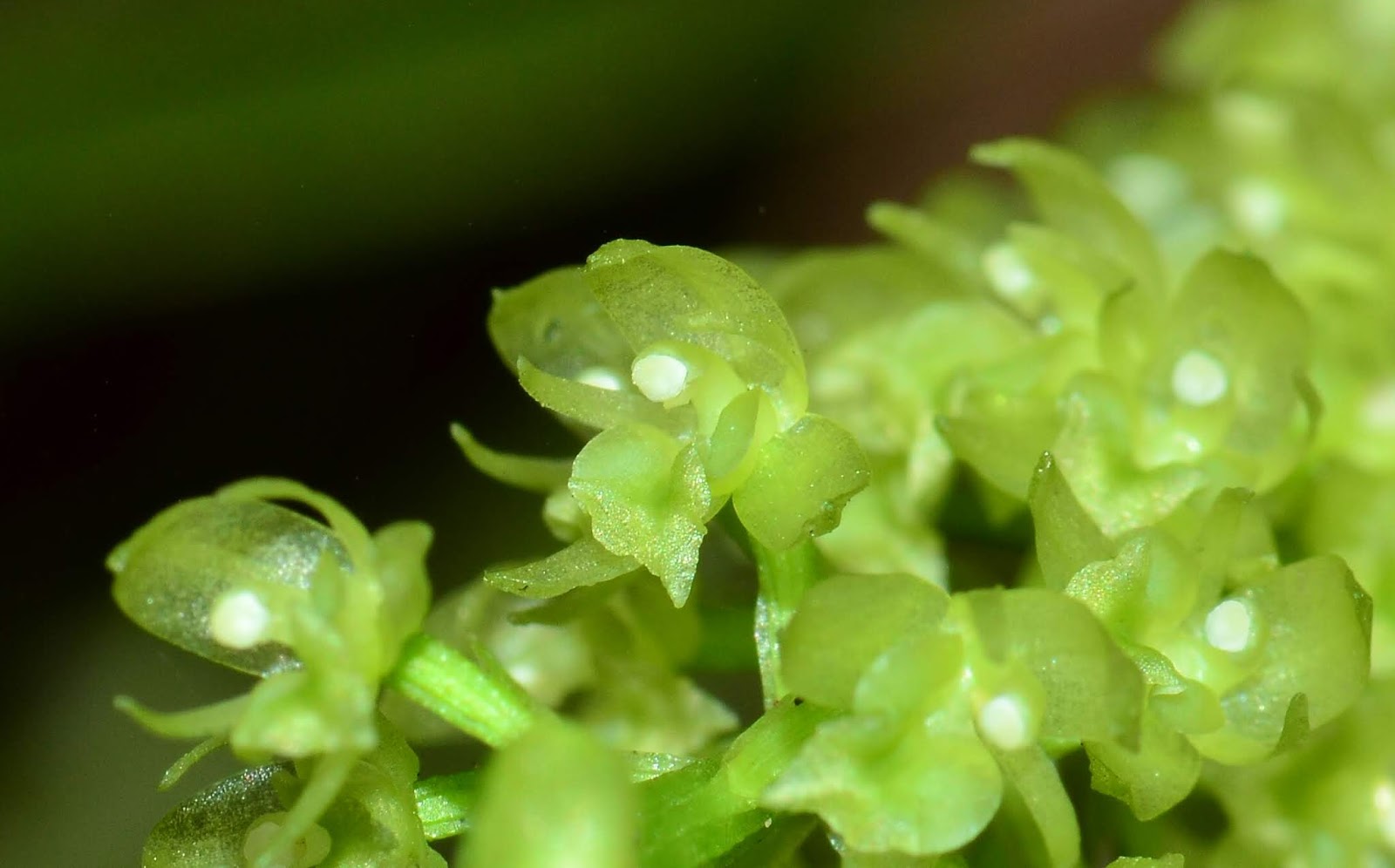 跟著野人尋花趣