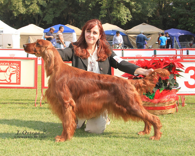 Guía Completa Del Setter Irlandés: Cuidados Y Características