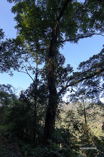 ekowisata petungkriyono pekalongan
