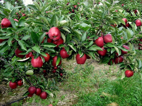 Branch%2Bheavy%2Bwith%2Bapples.JPG