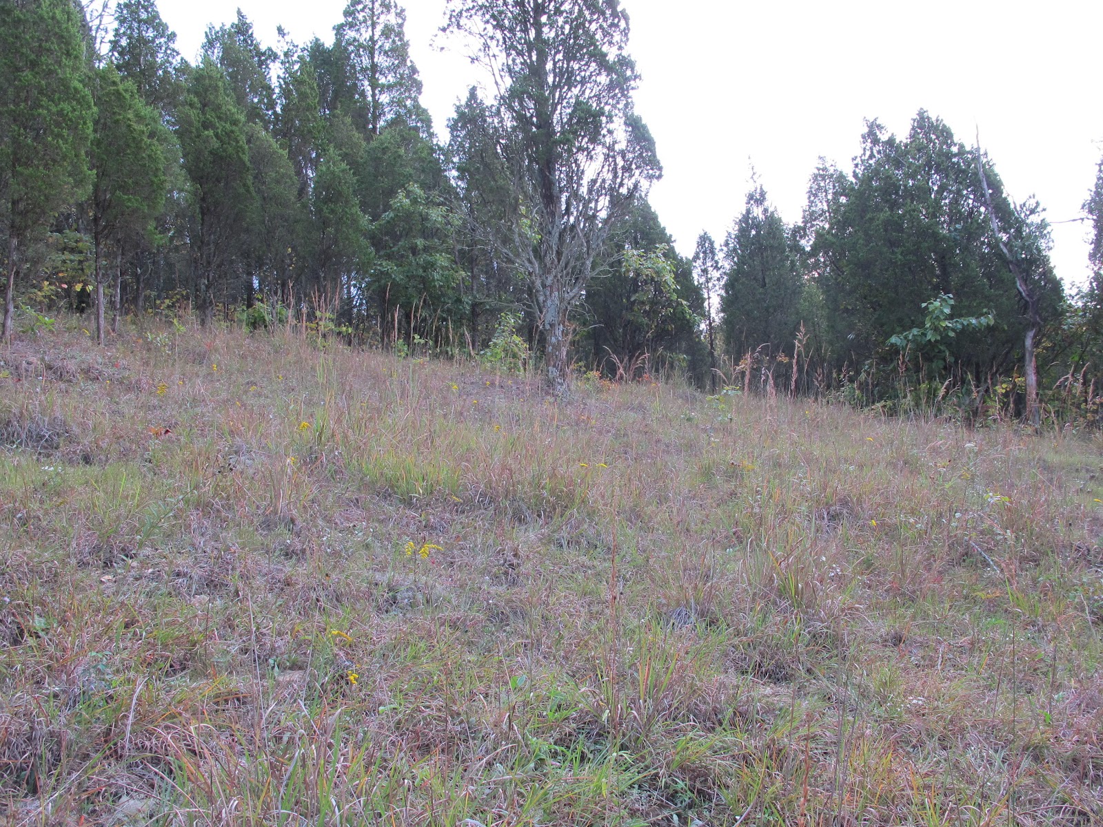 Blue Jay Barrens Steep Hill Clearing Site