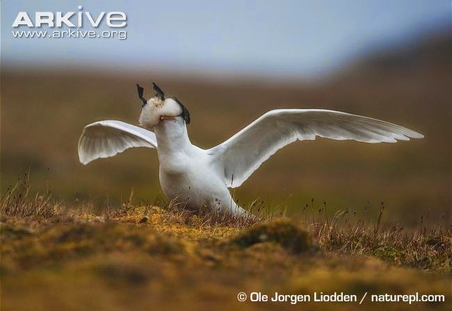 interactions between marine birds glaucous gull