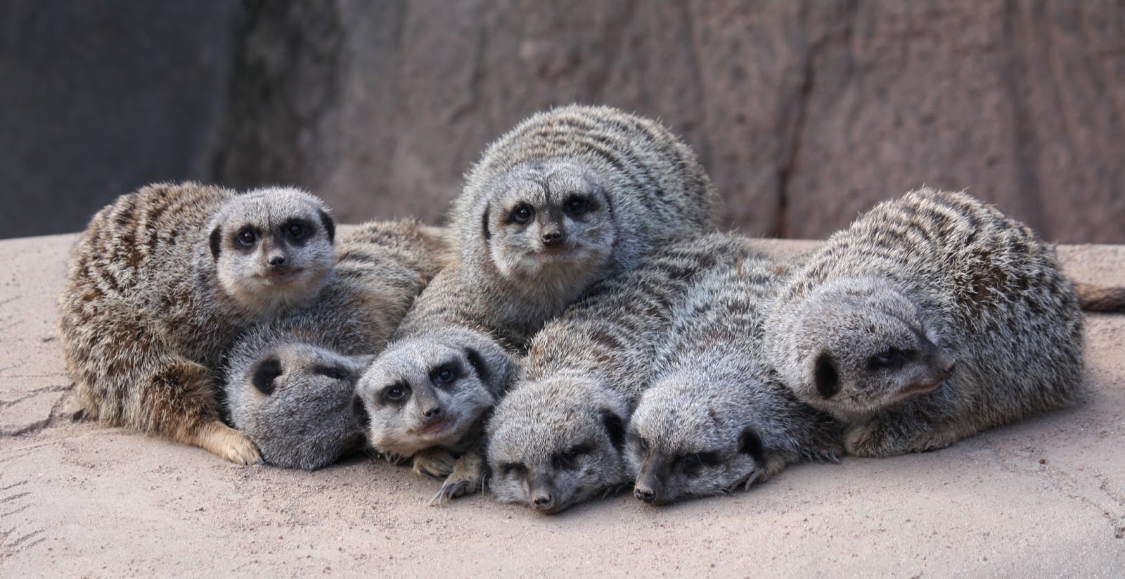 The Scorpion and the Frog Astonishing Animal Sleeping Patterns (A