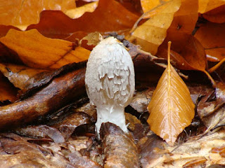 Coprinopsis picacea DSC48390