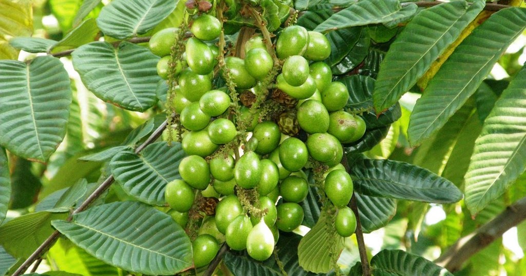 HALODOKTER Teknik Menanam Buah Matoa Agar Cepat Berbuah