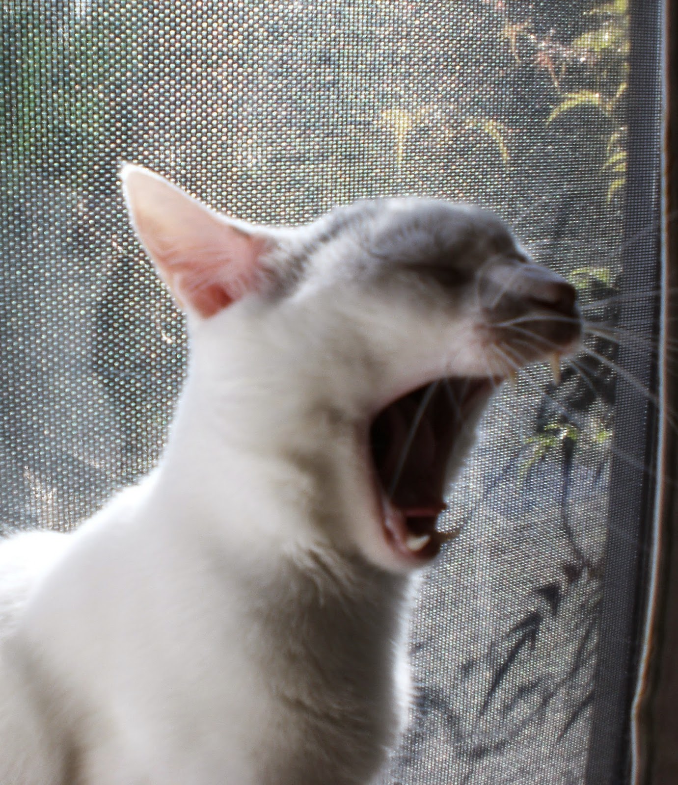 DOWAGER QUEEN Cat Refuses To Go Outside!