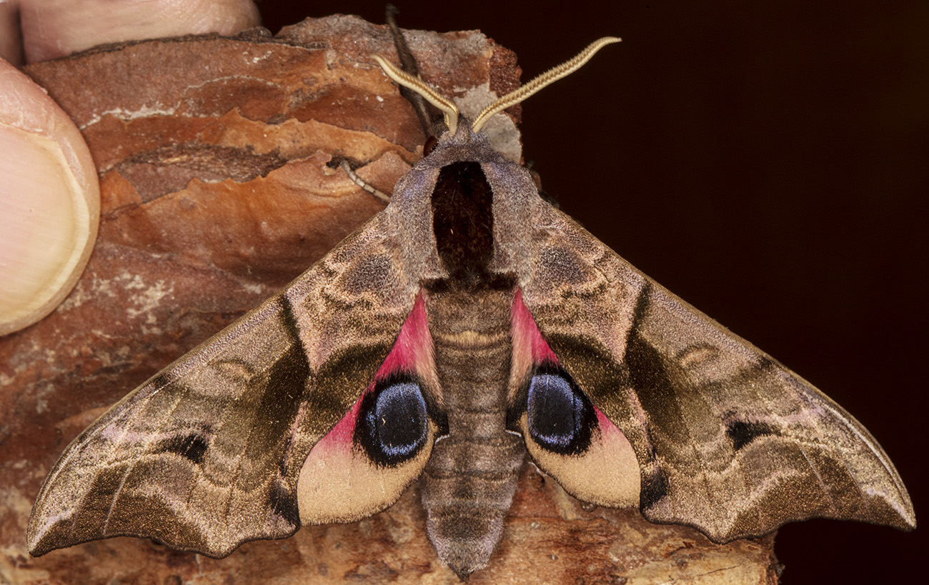 Eyed Hawkmoth Naturally