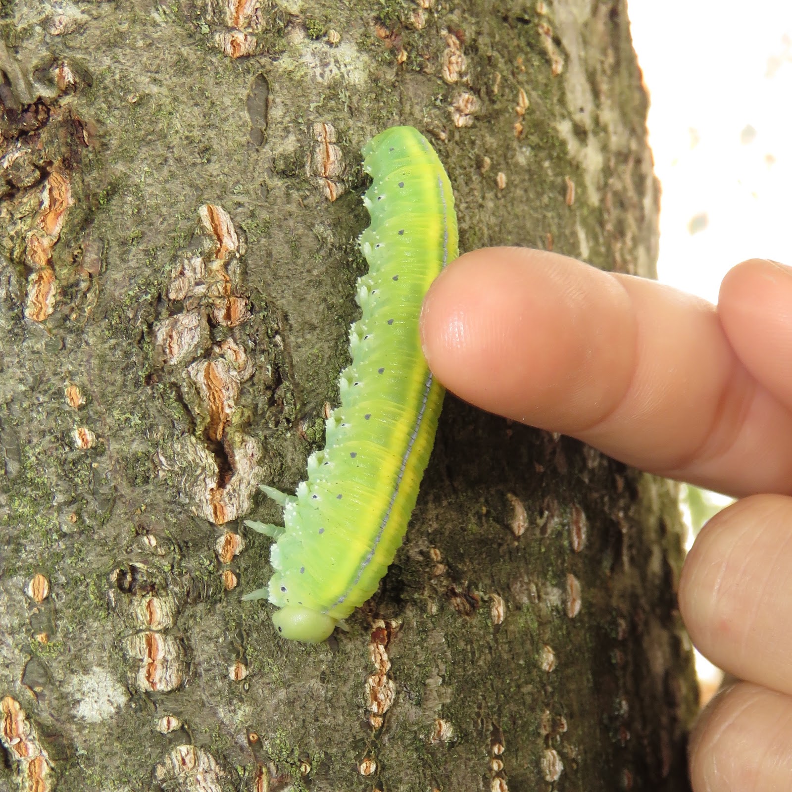 BugBlog Easily bleeding sawfly larvae