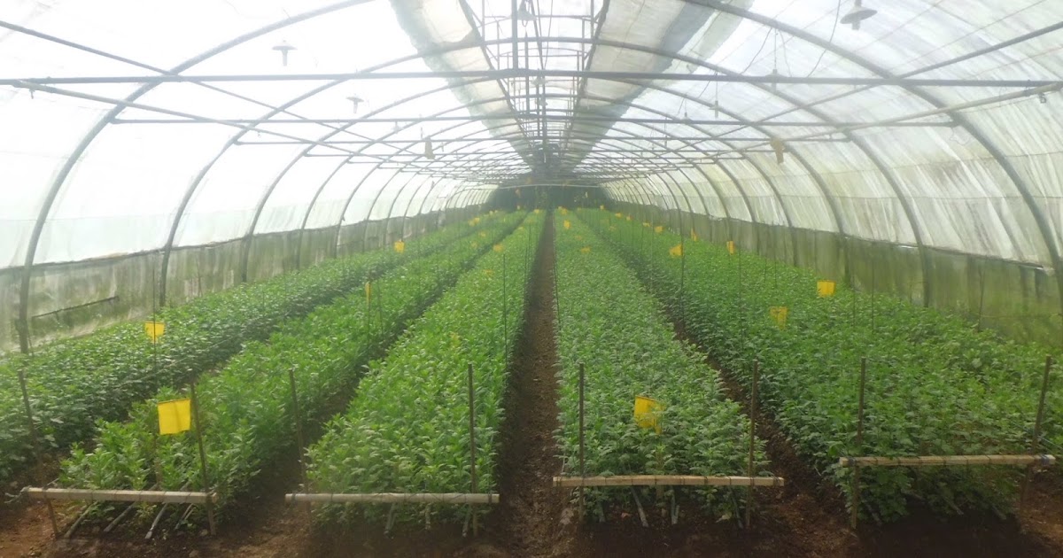 Kontraktor Green House Budidaya Hidroponik Tanpa Green