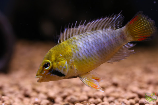 Apistogramma cf. hoignei(sp.Tame)