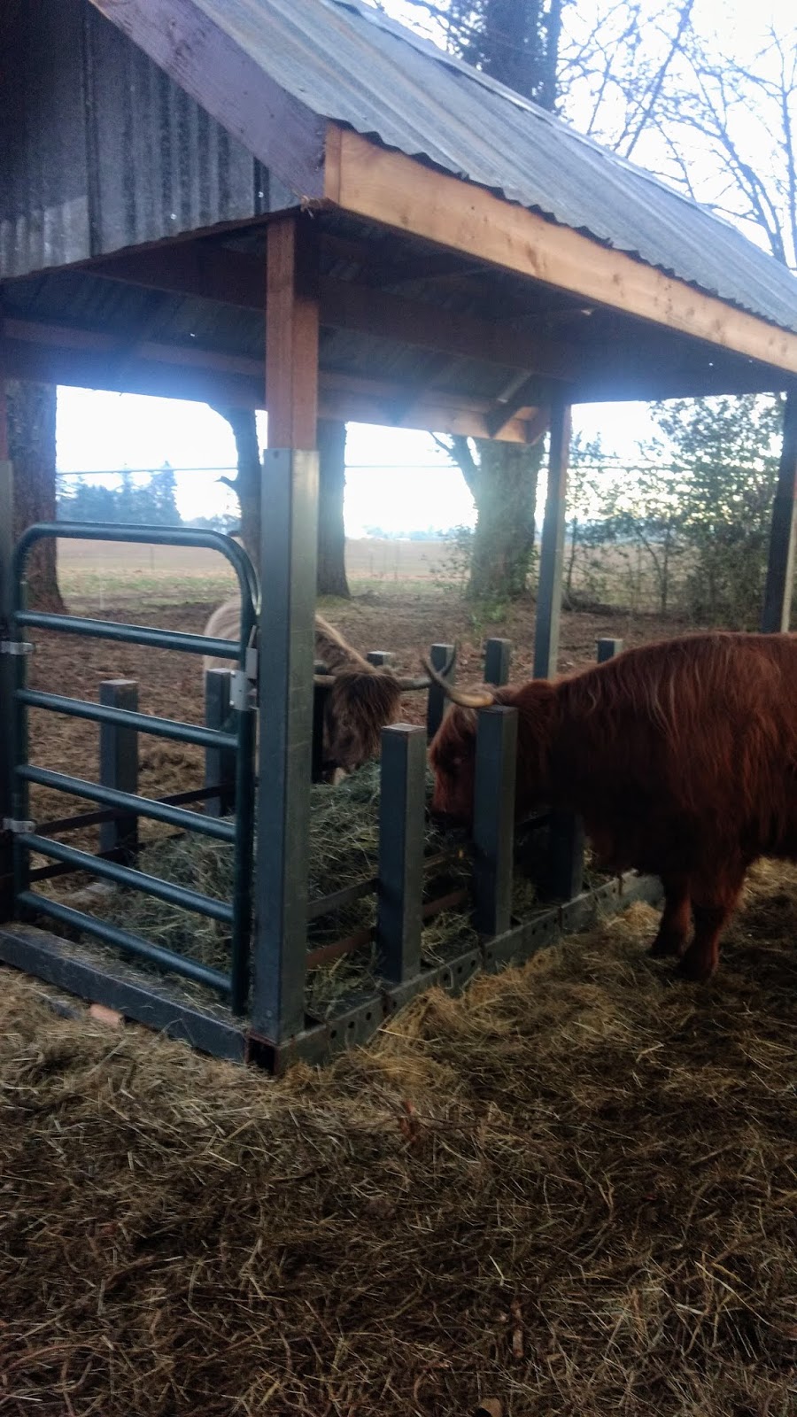 Asman Highland Cattle Covered portable hay feeder for horned cattle