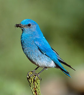 bluebird