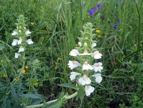 DE EXTREMADURA AL CIELO