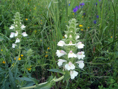DE EXTREMADURA AL CIELO