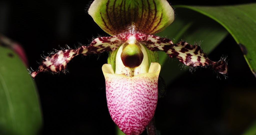 Paphiopedilum Pinocchio orchid hybrid plant care and culture | Travaldo