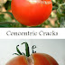Why Do Tomato's Crack