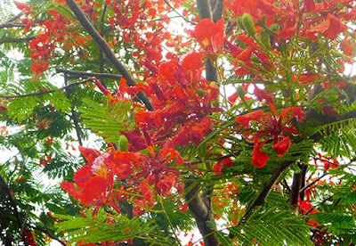 summer, rain, flowers, flora, #payabay, #payabayresort, paya bay resort, nature, beauty, 