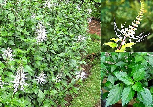 jual pohon kumis kucing tanaman obat herbal yang ...