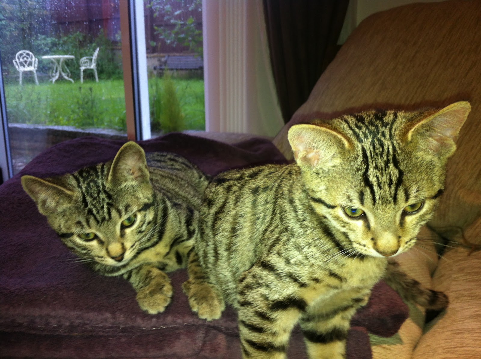 The tales of Pedro and Lola Common characteristics of the Bengal cat