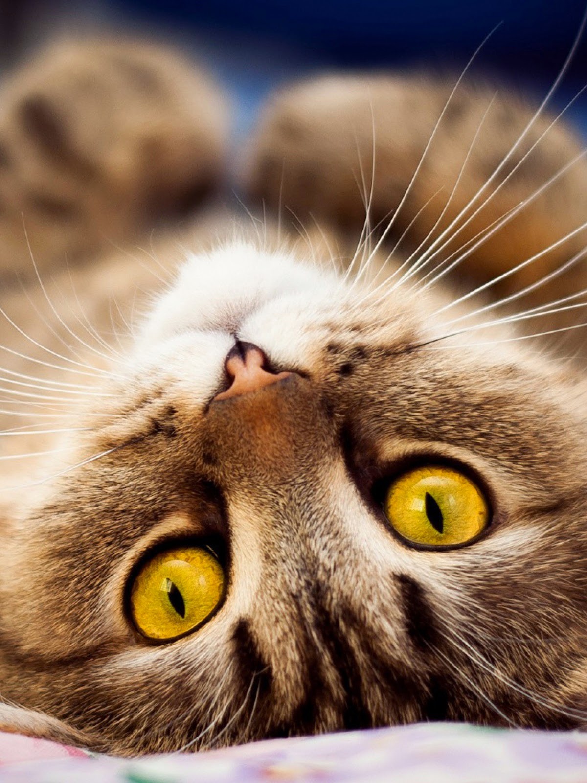  Gambar  Anak Kucing  Lucu  Imut Terlengkap Display Picture 