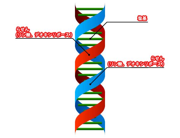 イラレで Dna 二重らせんを描く方法 Illustrator Cc 使い方 セッジデザイン