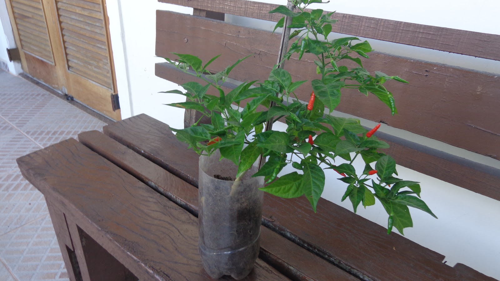 Pomar e Horta em Vasos: Como Plantar Pimentas em Vasos!