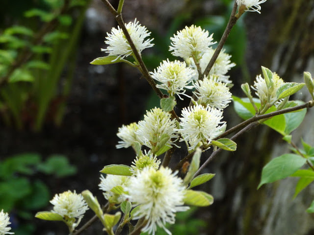 Min Natur Enkianthus Campanulatus Klockbuske Med Blommor Bar