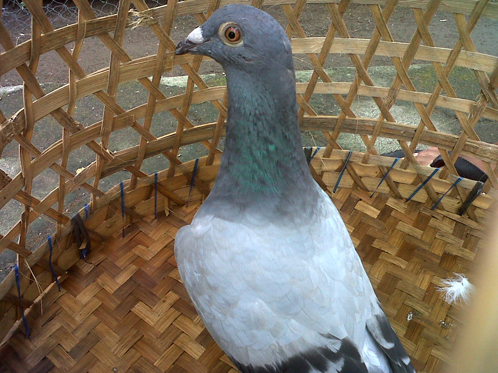 Racing Homing Pigeon My First Baby Racing Pigeon
