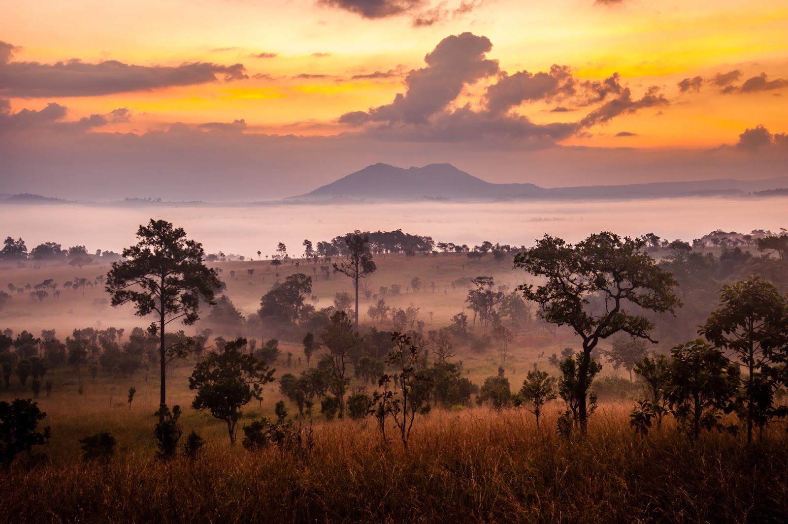 Savanas e Chaparral