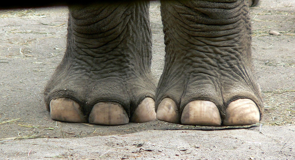 Trabajar en el zoo Cuidados podologicos en elefantes