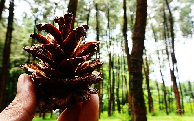 Ledok Ombo, Camping Ground Hutan Pinus di Desa Wisata Poncokusumo