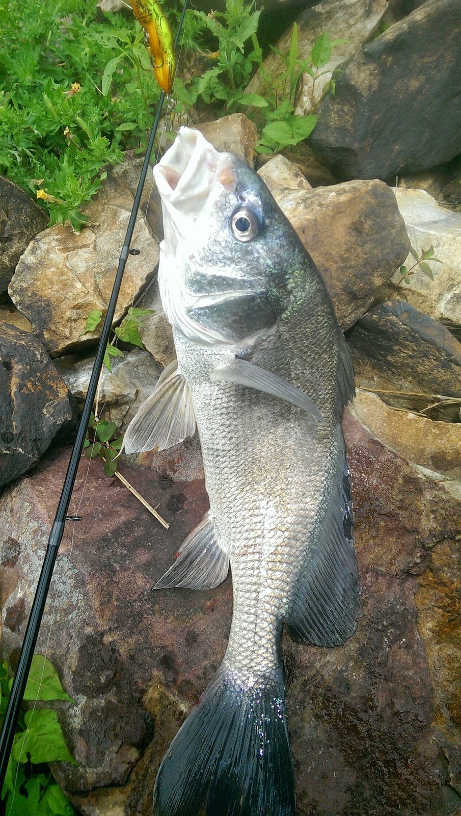 Fish Tales and Other Adventures Lake Wright Patman Fishing Texarkana, TX