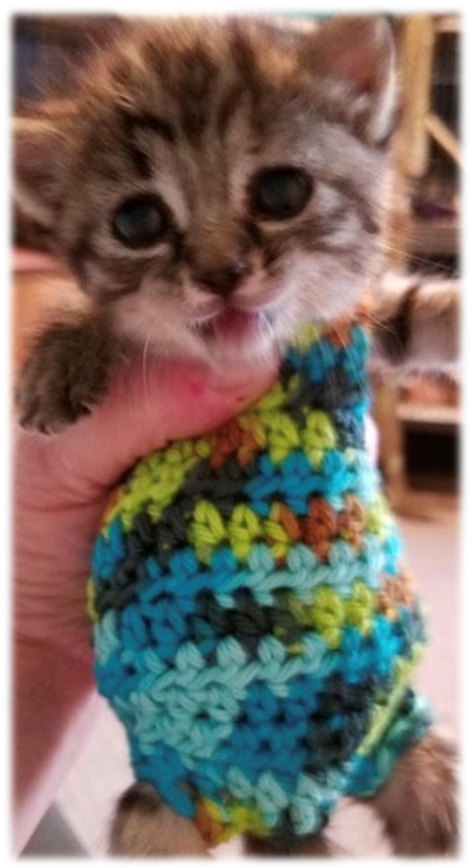 Adventures in (stupid) Pinterest: Orphaned Kitten Sweaters