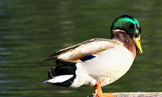 Mallard Duck HD Wallpapers