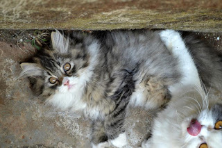 bahaya kutu bagi kucing dan penanganan kutu kucing yang tepat