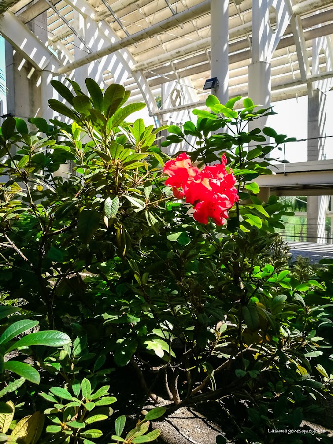 Estufa Fría del parque Juan Carlos I