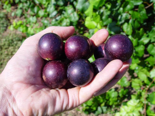 vivix muscadine grapes