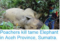https://sciencythoughts.blogspot.com/2018/06/poachers-kill-tame-elephant-in-aceh.html