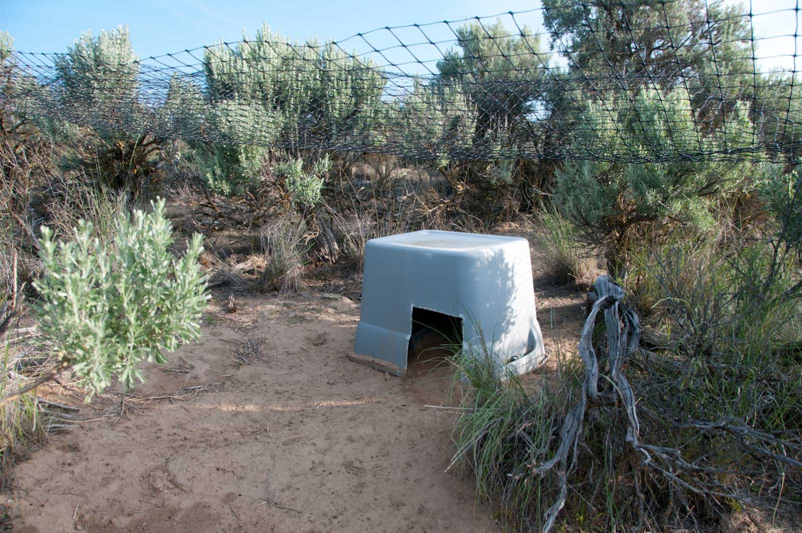 Columbia Basin Pygmy Rabbit