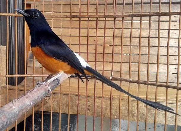 10 Kumpulan Gambar Burung Murai Batu Lucu Gambar Foto Burung