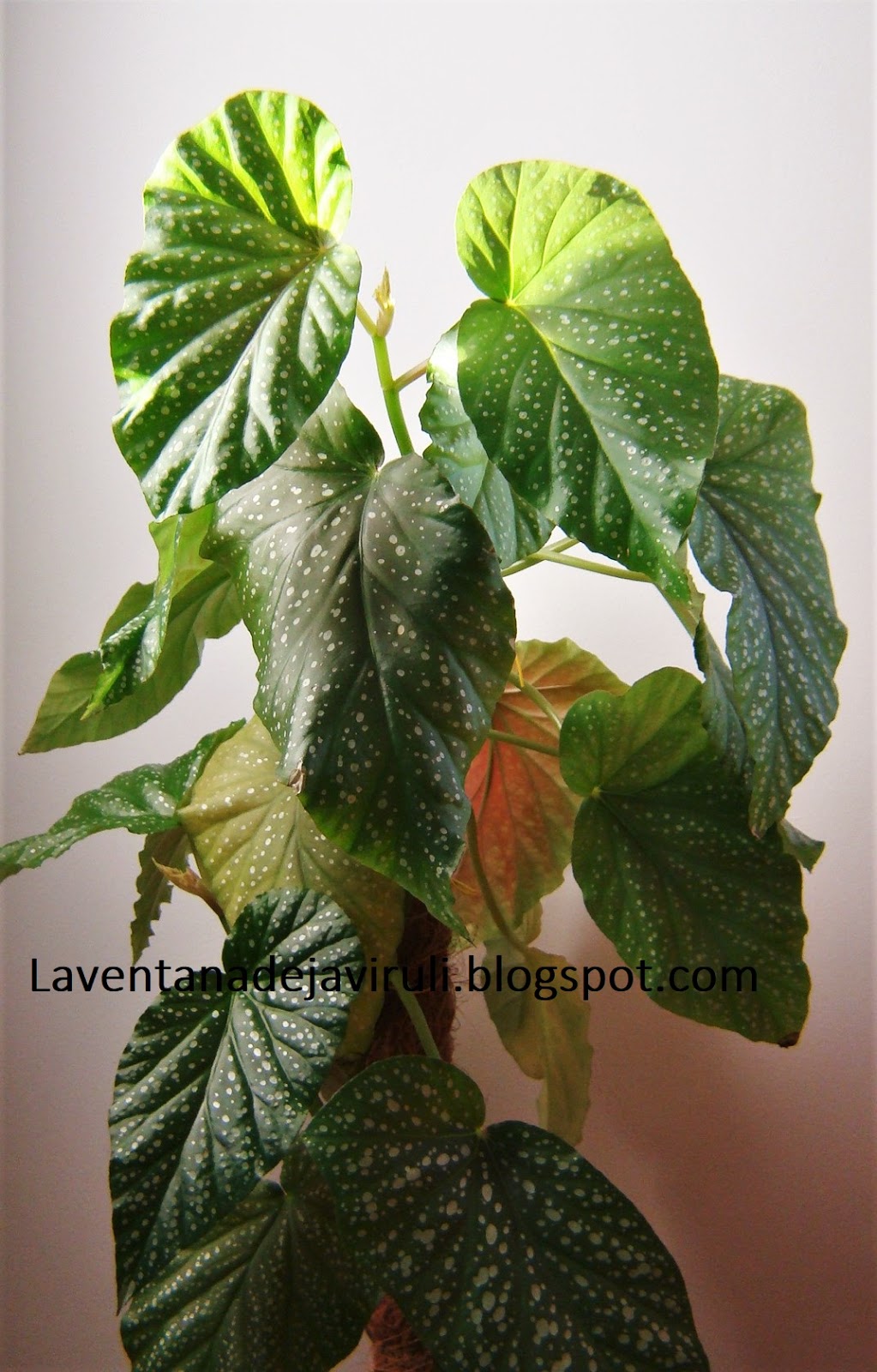 Begonia Alas de ángel