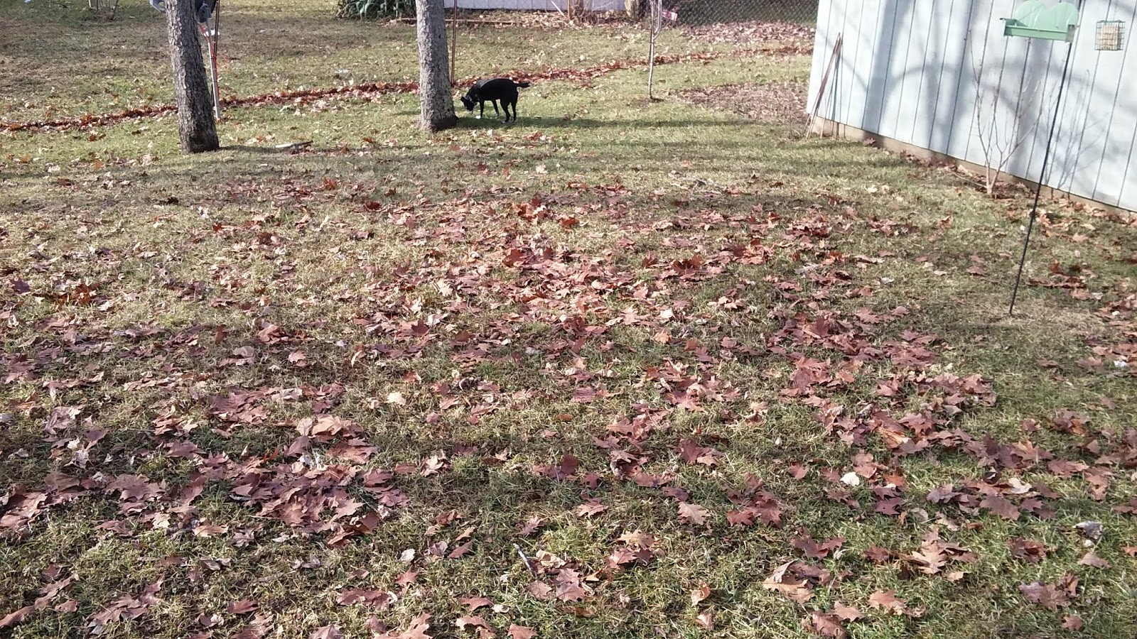 Sweet Home Indiana Spring has sprung?