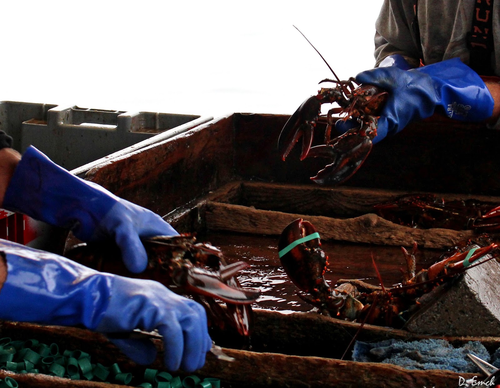 Capture America Journal Maine Eastport Lobster fishing